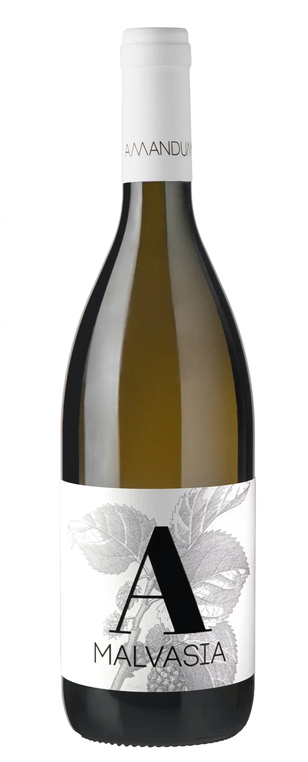 Malvasia